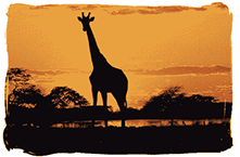Tee Video goes south of the equator. Africa provides a warm welcome.